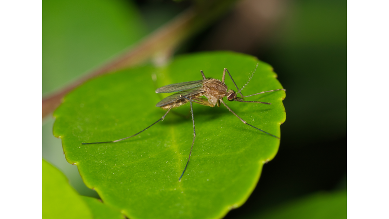 Mosquito on a green leaf during the night hours in Houston, TX.