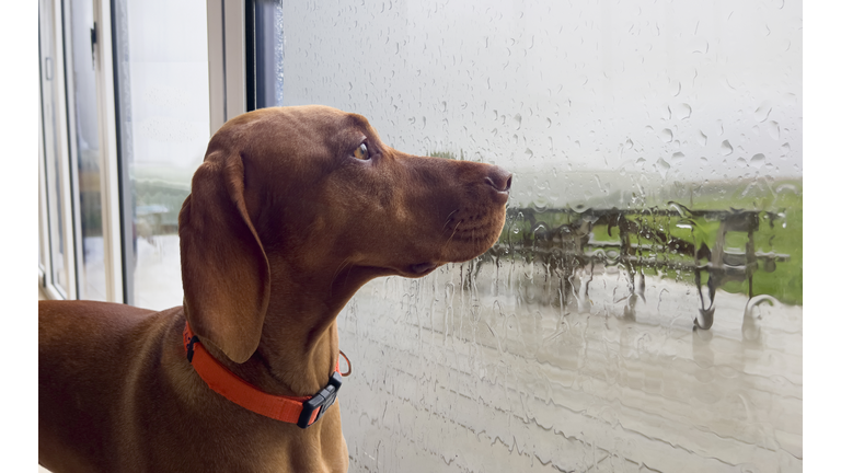 Dog looking out of a raindrop window