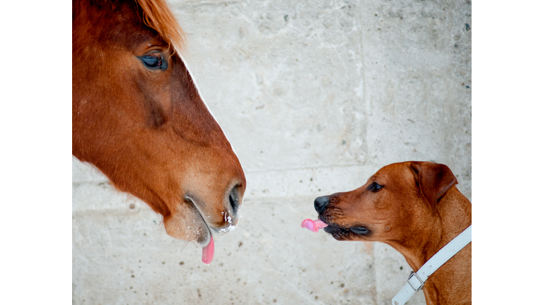 Horse and dog