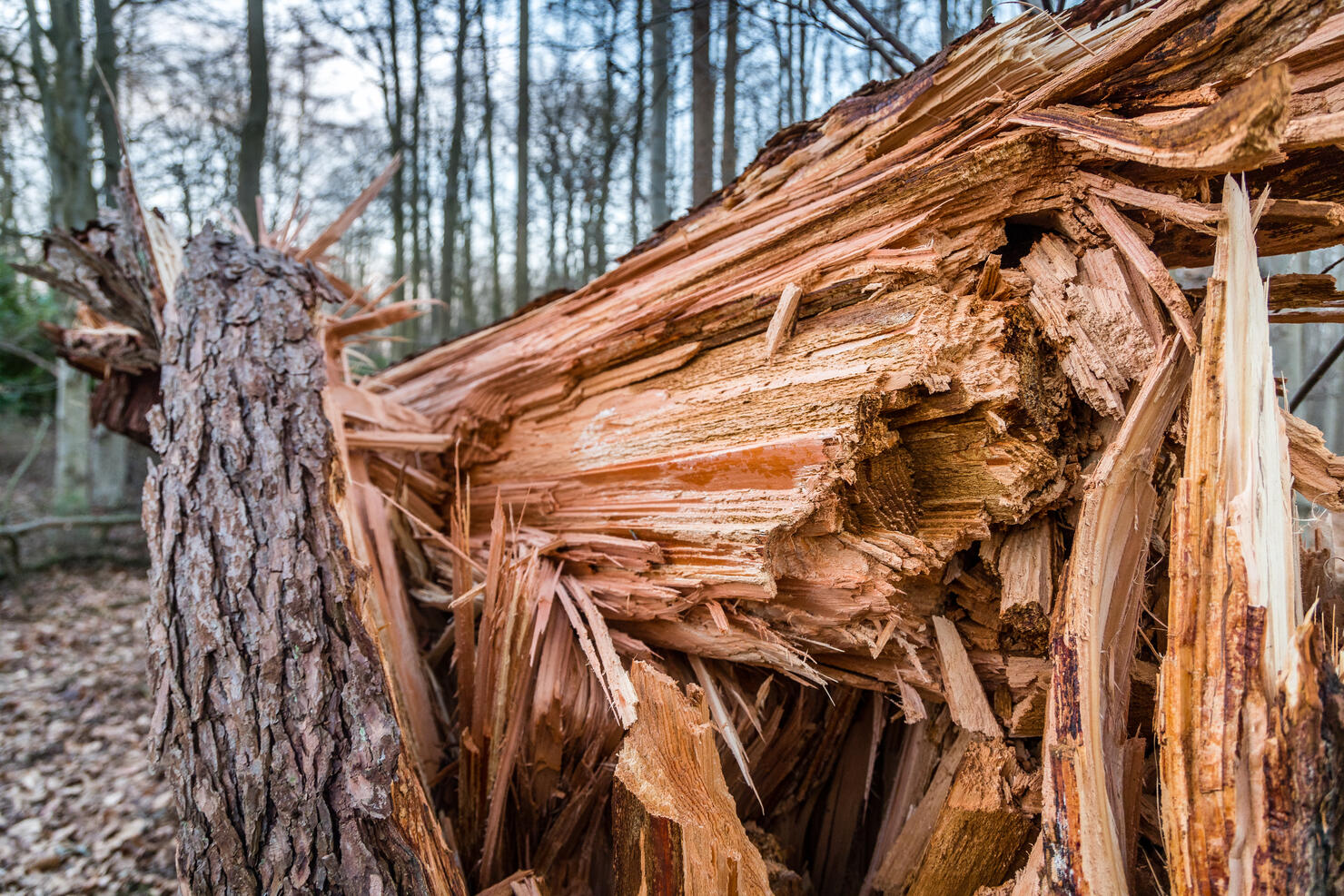 Fallen pine tree by a storm