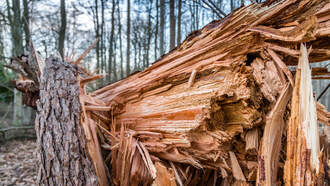 VIDEO: Florida Family Watches Tree Snap, Fall On Their House During Idalia
