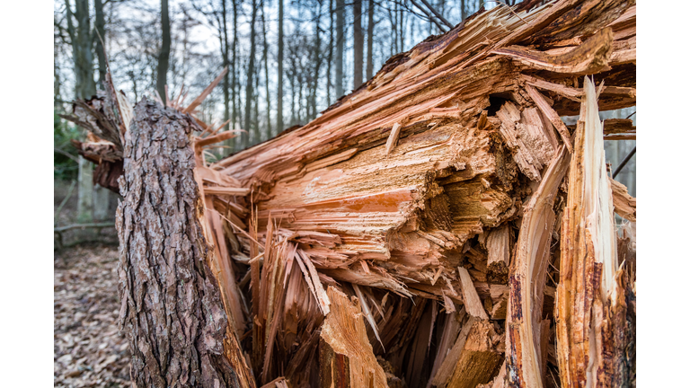 Fallen pine tree by a storm