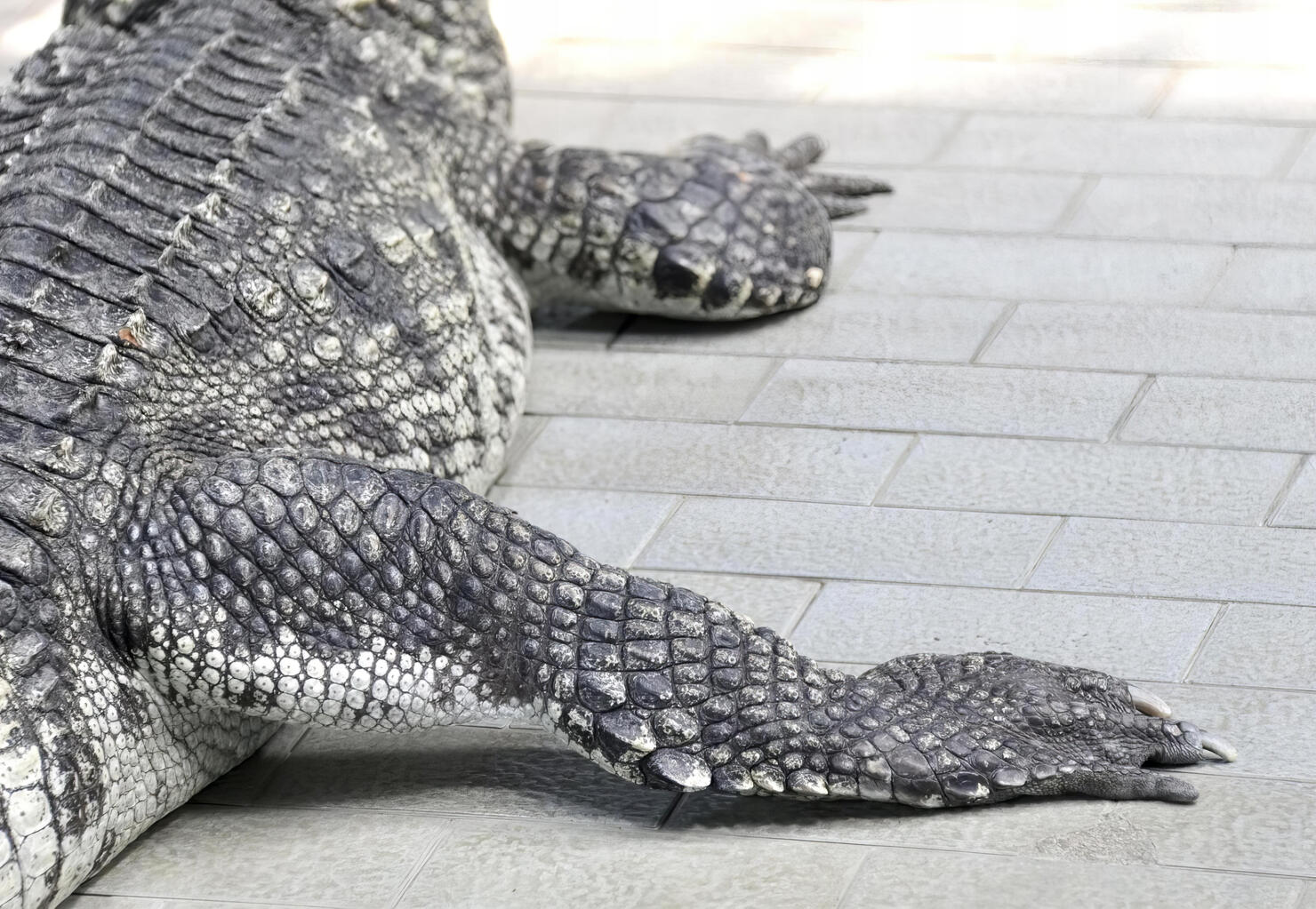 a photography of a large alligator laying on a sidewalk, there is a large alligator that is laying on the ground.