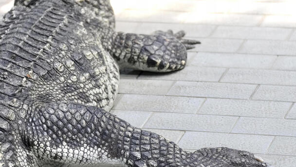 Barefoot Florida MMA Fighter Wrangles 8-foot Alligator With Bare Hands