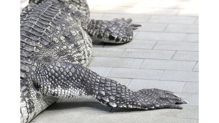 a photography of a large alligator laying on a sidewalk, there is a large alligator that is laying on the ground.