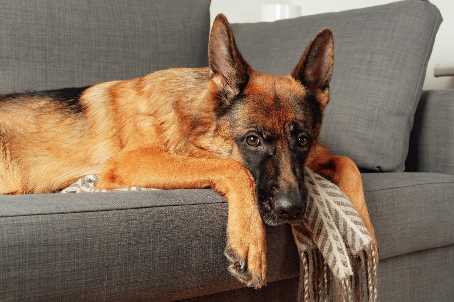 Purebred young German shepherd dog lying curled up on a sofa in the bedroom.