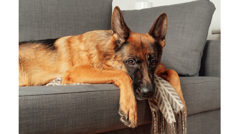 Purebred young German shepherd dog lying curled up on a sofa in the bedroom.