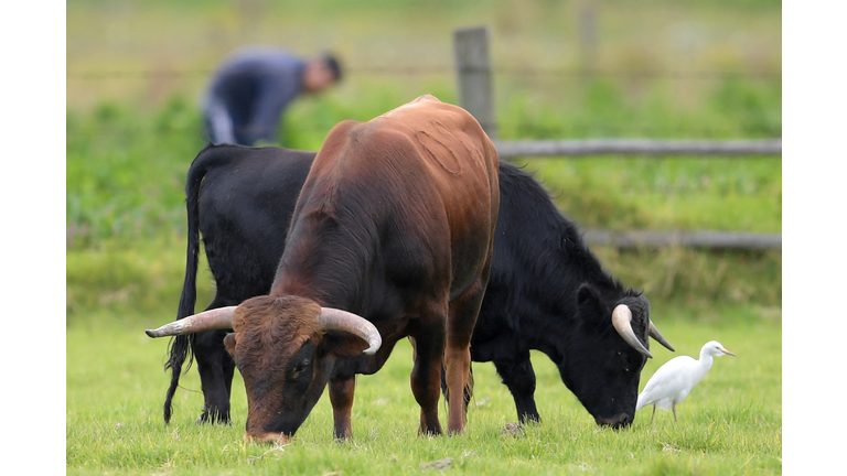 COLOMBIA-ANIMALS-PROTEST-BULLFIGHTING