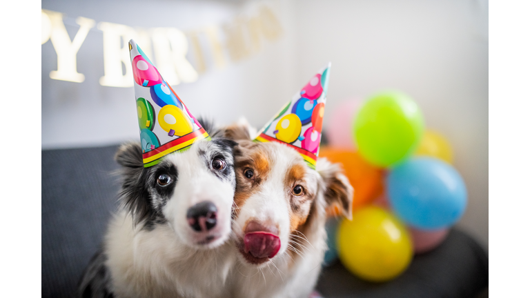 Dogs birthday party,Two dogs with party hats,Poland