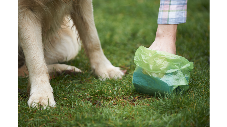 Owner Clearing Dog Mess With Pooper Scooper