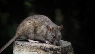 Giant Rats Are Eating The Wiring Out Of Electric Vehicles In the UK