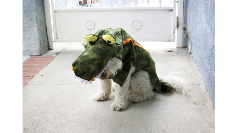 A little dog is wearing a funny dinosaur costume.