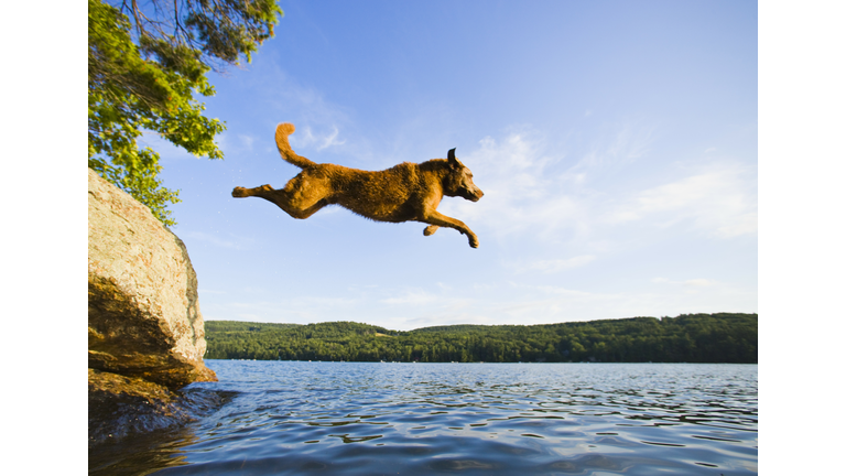 Chesapeake Bay Retriever jumping into lake, side view, summer