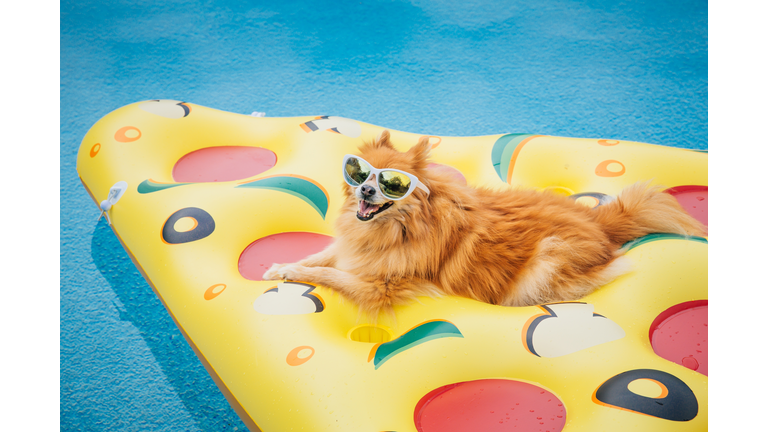 Summer dog pool, dog wearing sunglasses in swimming pool on pizza shaped pool float