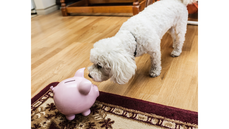 Dog examining piggy bank in living room