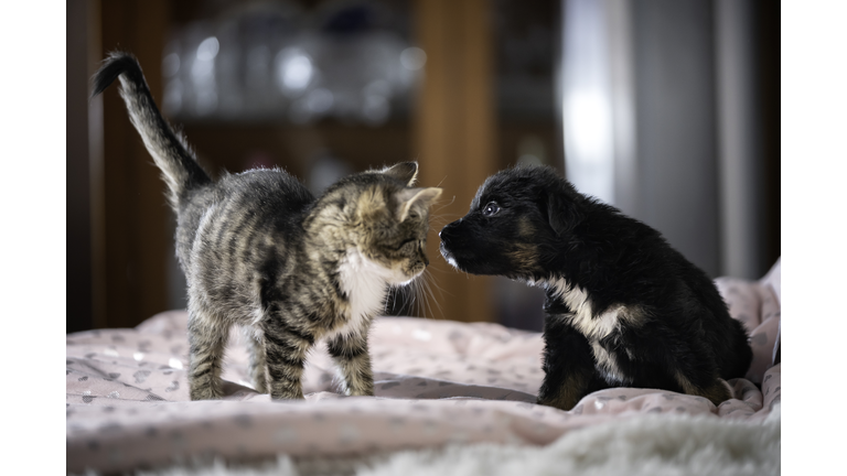 Dog with a cat - first meeting