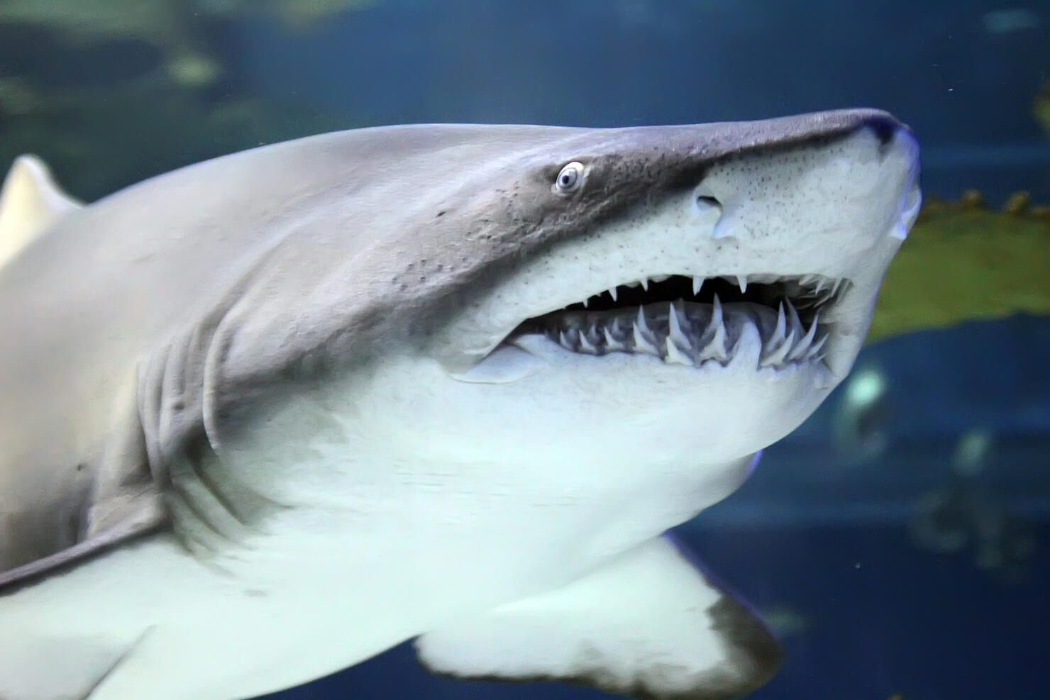 VIDEO: Fishermen capture shark feeding frenzy off Florida coast