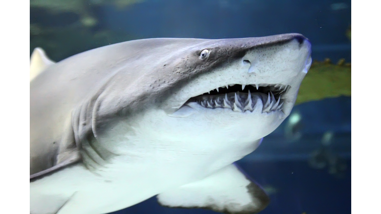 Shark
