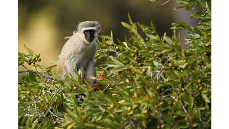 An African Safari