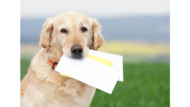 Dog carrying letters