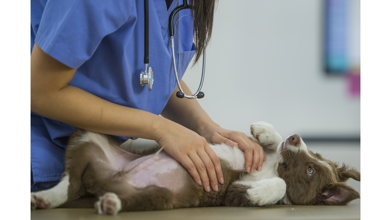 Border Collie Gets a Rub from Vet