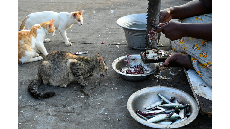 INDIA-ANIMAL-CAT