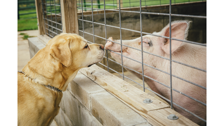 Dog and pig sniffing each other through fence