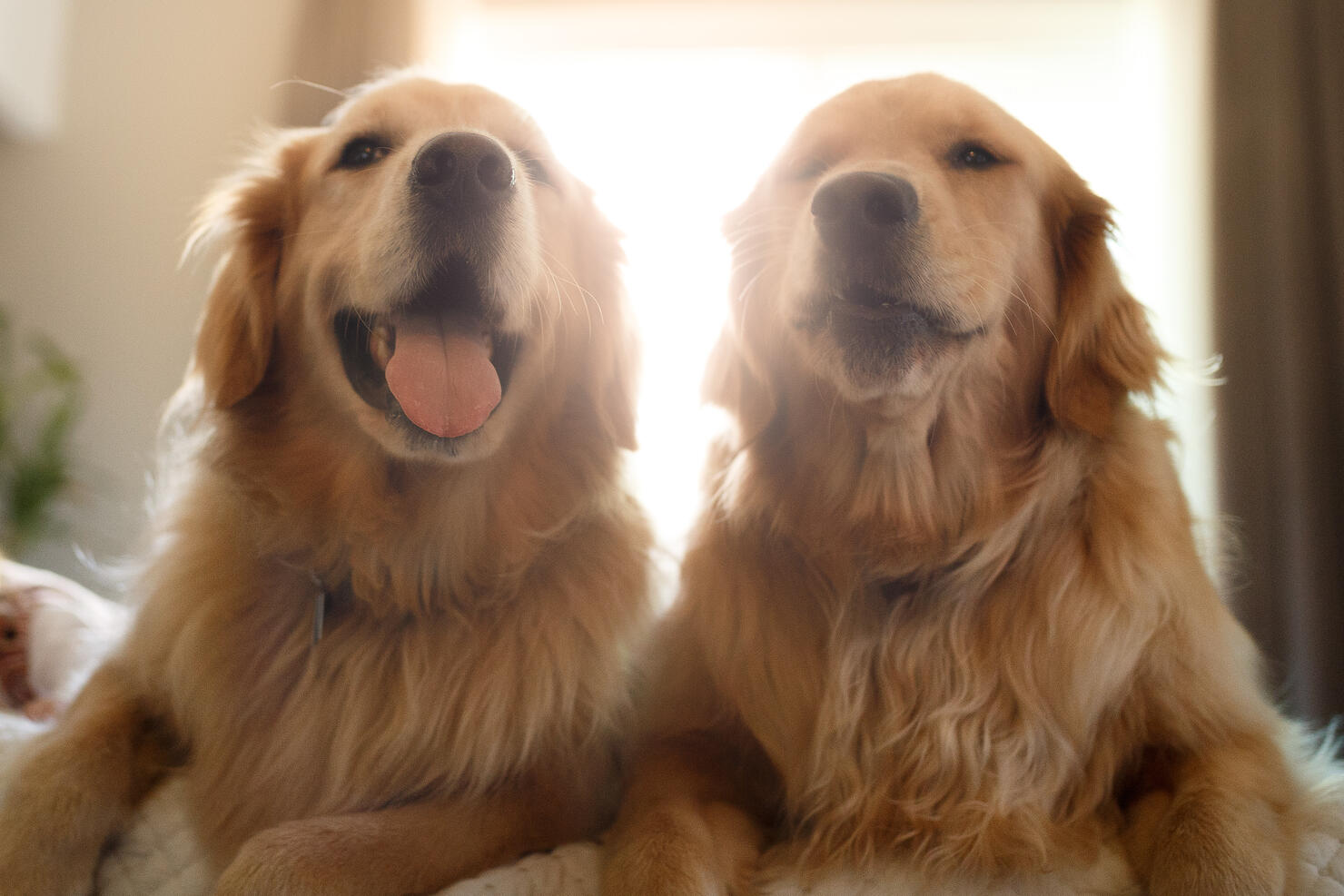 Two cute smiling golden retriever dogs