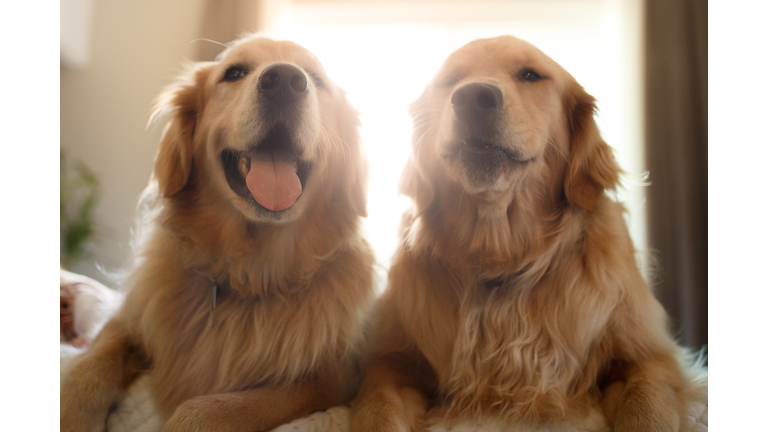 Two cute smiling golden retriever dogs