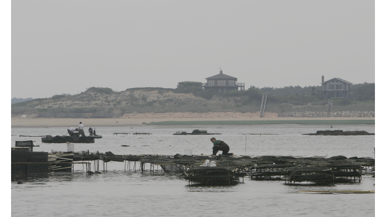 Red Tide Affects Clam Industry In Cape Cod