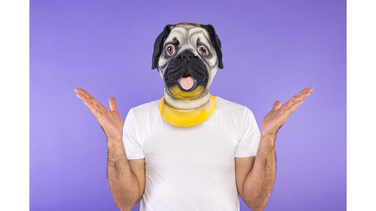 Portrait of man with pug dog mask and white t-shirt, raising hands upset, on violet background. Concept of pets, dogs, animals, carnival, halloween and masquerade.