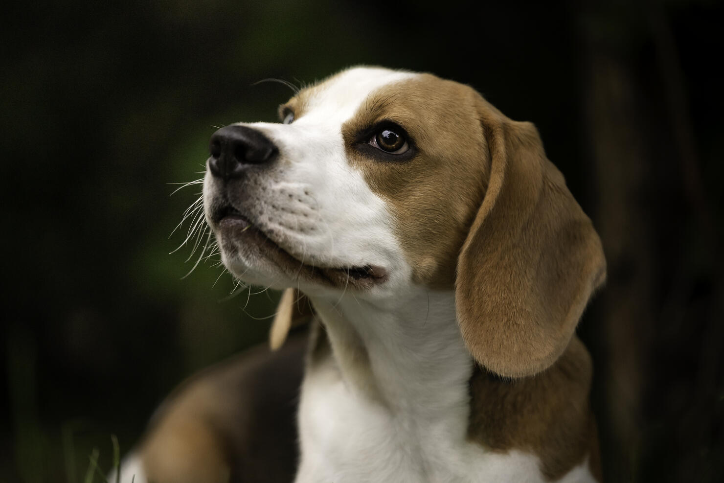 Portrait of a beagle dog