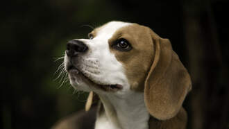 Top New Mexico Veterinarian Weighs In On Mystery Canine Illness Discourse