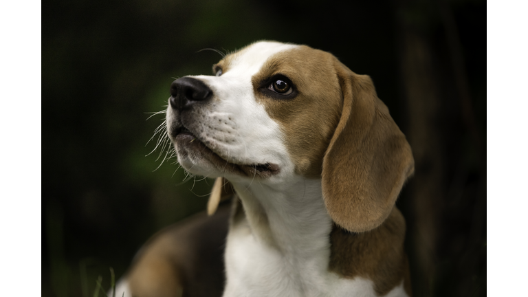 Portrait of a beagle dog