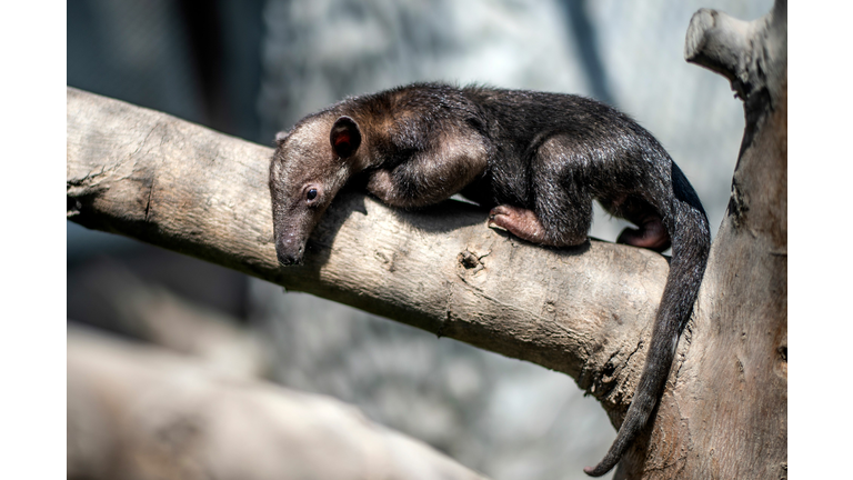 PERU-HEALTH-VIRUS-ANIMAL-ZOO