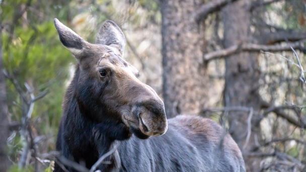 Moose Headbutts, Stomps On Hiker Walking Her Dog On Colorado Trail