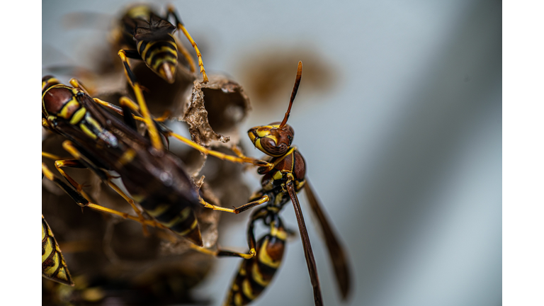Macro shot of yellowjackets on a blurry background