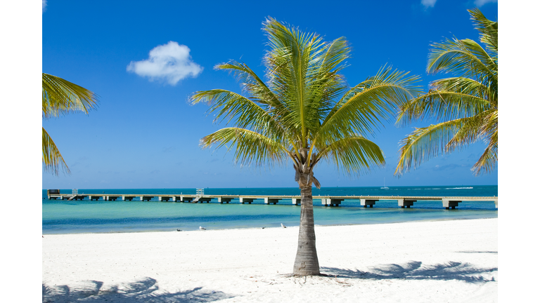 Palm trees on the beach and a long pier