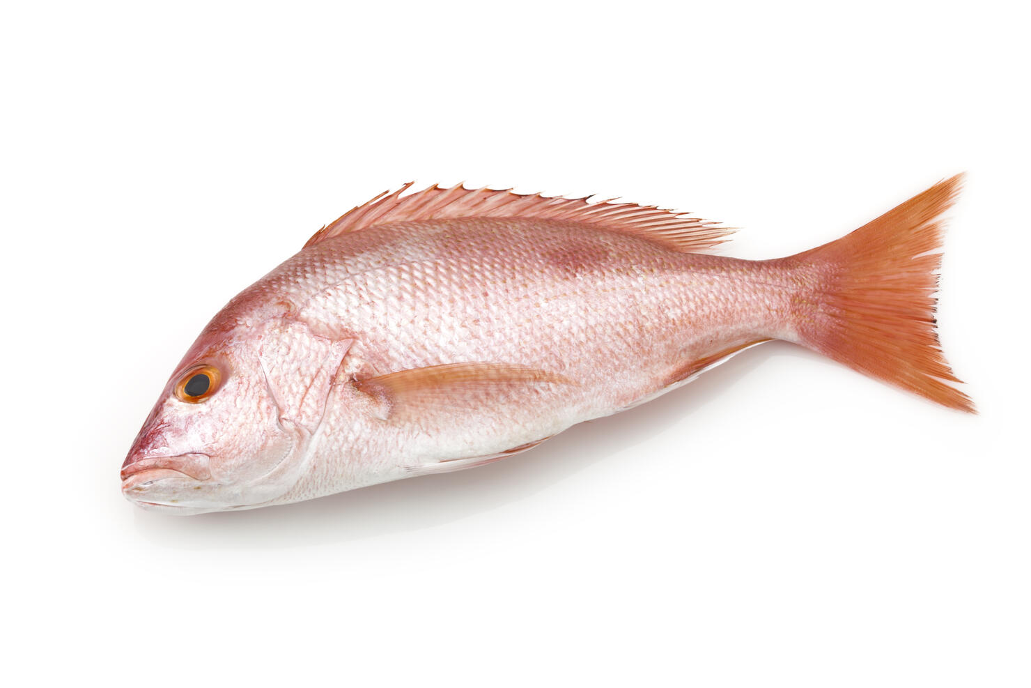 Large red snapper fish on white background