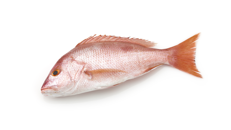 Large red snapper fish on white background