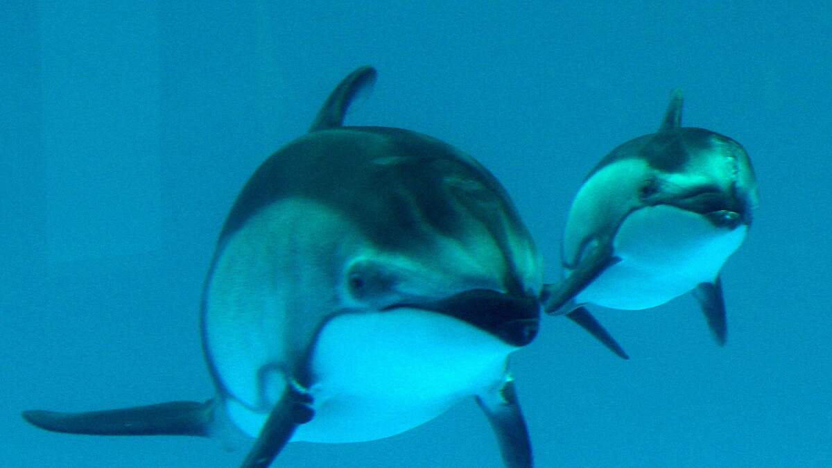 Li'i the dolphin, companion to Lolita the orca, moved from Miami