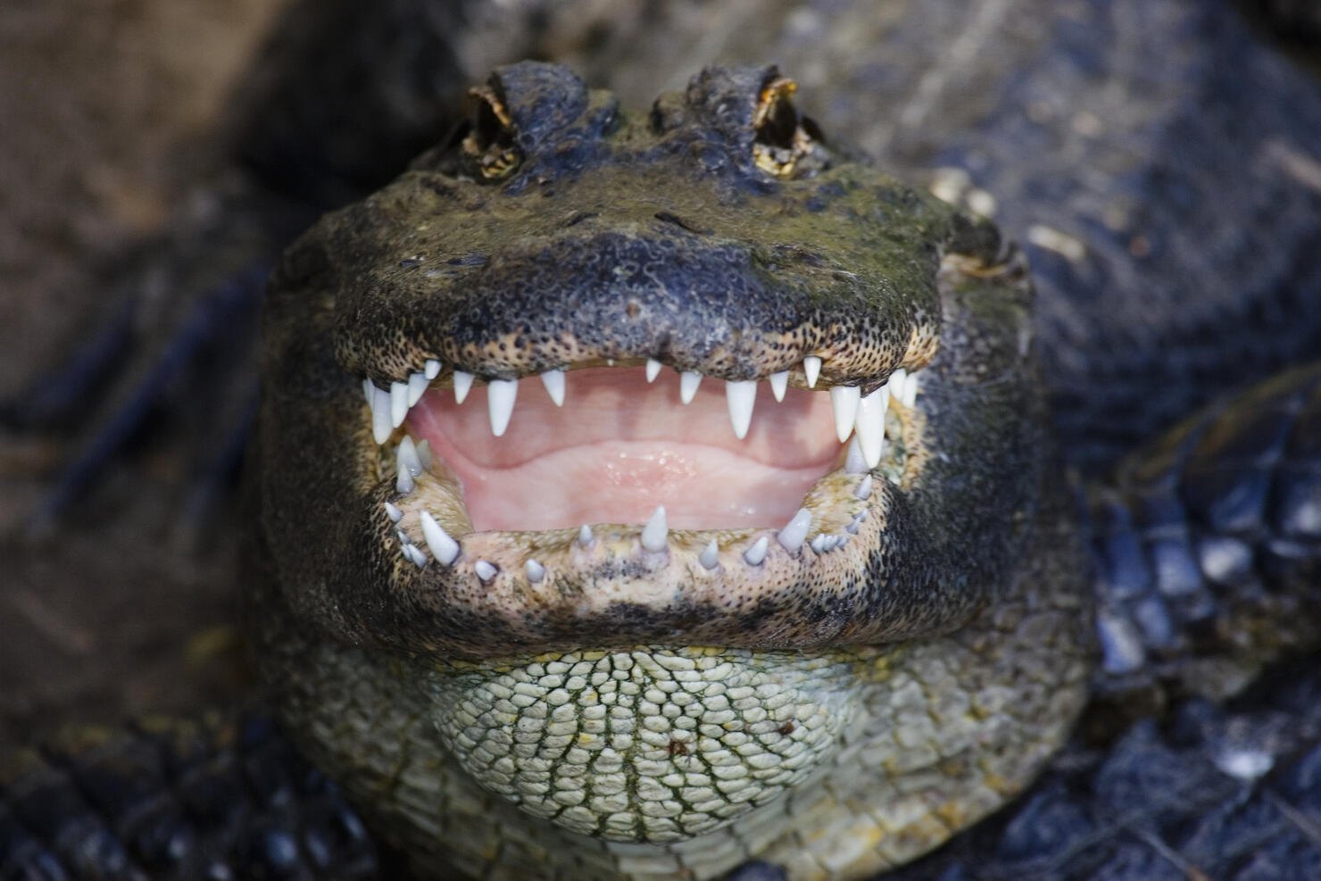 Alligator with mouth open, close-up