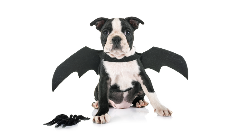 bat puppy boston terrier