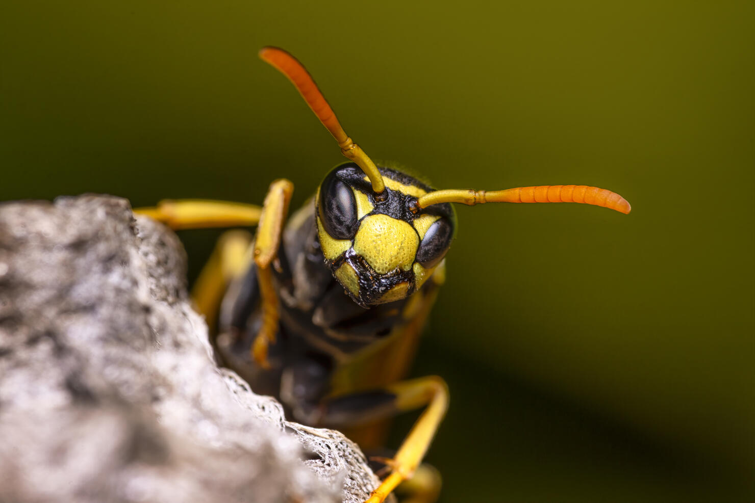 macro insect close up