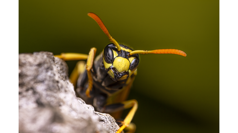 macro insect close up