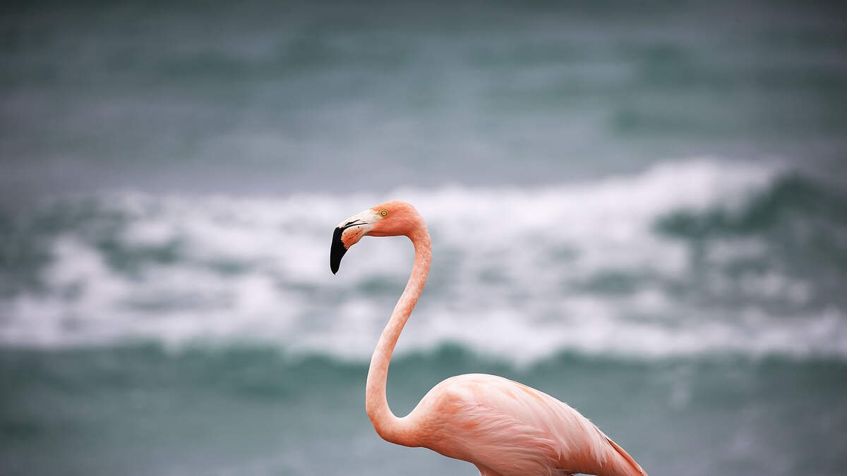 Rare pink flamingo sighting on Lake Michigan in Wisconsin draws