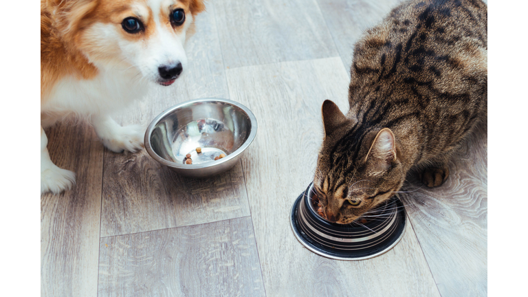 Dog and cat are eaten together in the kitchen. Close-up