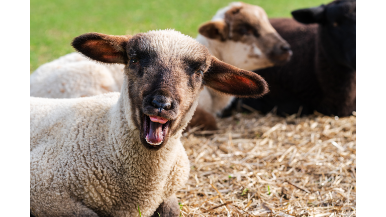 Close-up portrait of a crazy sheep, one cute little lamb with funny face looking at the camera. Two lambs sitting in blurred background. Concept of happiness, craziness, humor, free-range husbandry