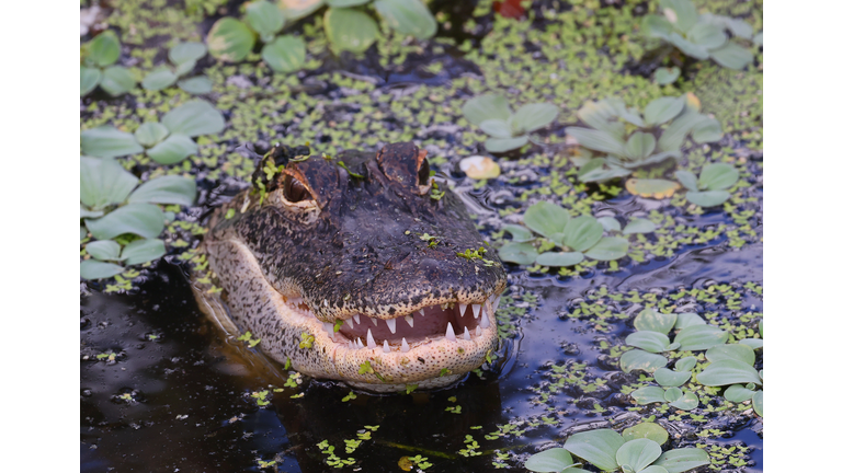 Florida Wildlife And Daily Life Scenes