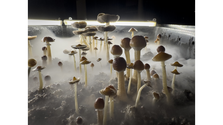 Psilocybin Mushrooms Increasingly Sought For Therapeutic Purposes